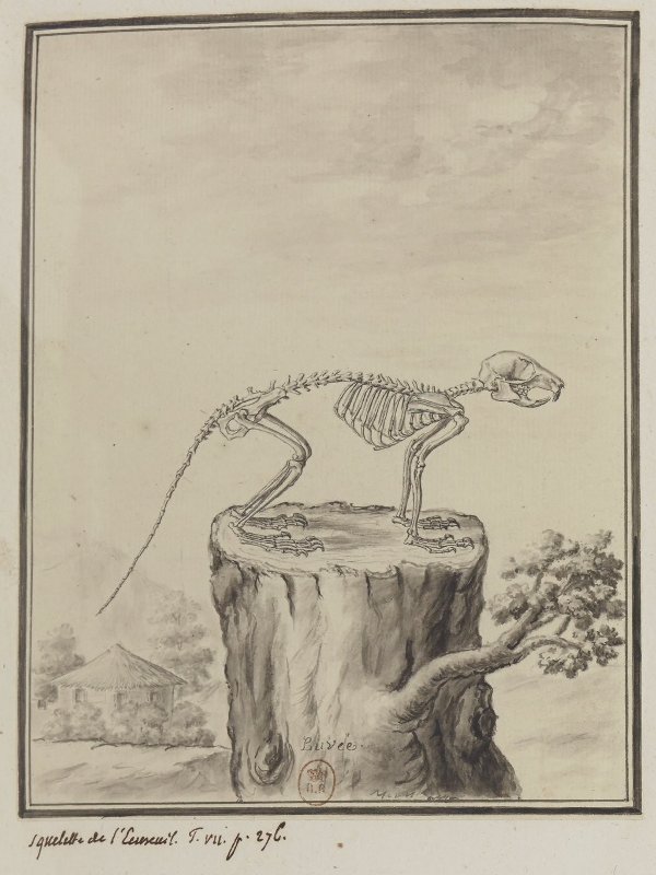 Le Squelette de l'Ecureuil par Buvée en 1758