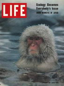 Couverture du magazine Life montrant une photo d'un macaque japonais dans des sources chaudes : Shiga Kogen, Japon, 30 Janvier 1970. (Photo de Co Rentmeester/Time & Life Pictures/Getty Images)