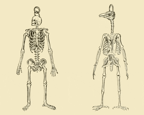 Original showing skeleton of a bird and a human drawn to the same scale, from the Annual report of the Board of Regents of the Smithsonian Institution (1920)
