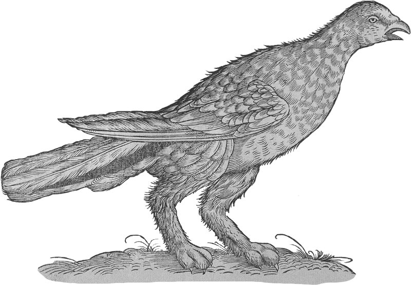 perdrix blanche - Gallica/BNF